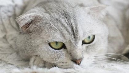 世界杯直播官方平台-安踏成为希腊奥委会战略合作伙伴