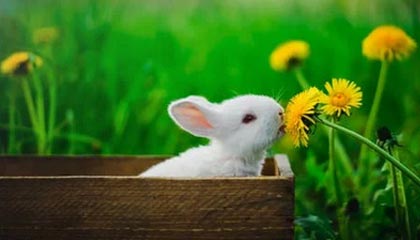 世界杯赛事直播app下载-阿隆索下课！阿韦洛亚成皇马新主帅